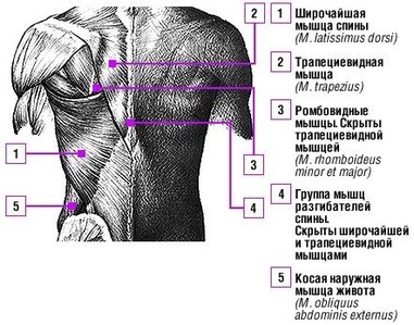 Исправляем ошибки: упражнения на спину