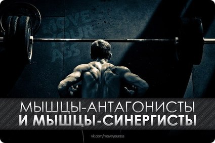 Мышцы антагонисты и мышцы синергисты