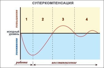 Суперкомпенсация или как часто качать мышцу?