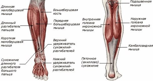 Тренировка икроножных мышц с абсолютной интенсивностью